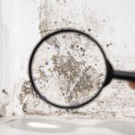 Mold Inspection in Kannapolis, North Carolina