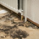 Mold Testing