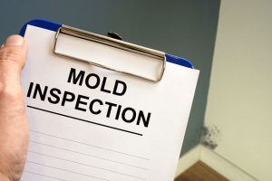 When to Hire Mold Inspection Services