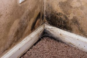 How to Prevent Mold in Your House