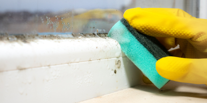 Why DIY Solutions Can’t Replace Professional Mold Removal Services